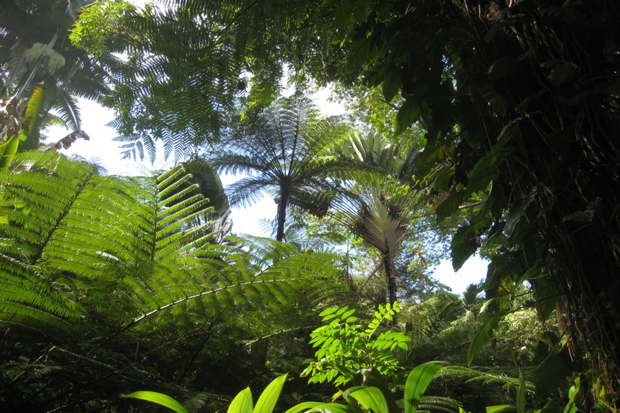 ../image/hawaii tropical botanical garden 8.jpg